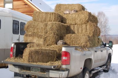 Smoke and Skitter on hay in truck Smoke and Skitter on hay in truck