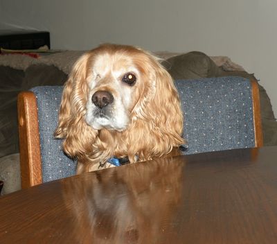 Snuggles at table Snuggles at table