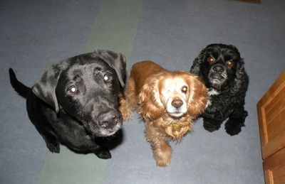 Snuggles and friends Snuggles and friends