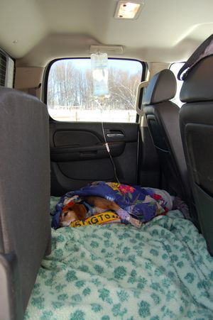 Briggs in truck with catheter Briggs in truck with catheter