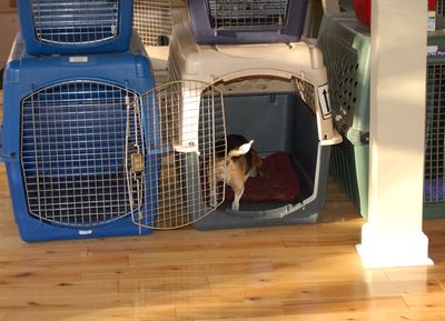 Widget in Travis crate Widget in Travis crate