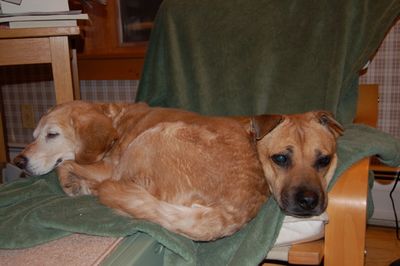 Goldie and Holly Goldie and Holly