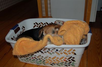 Widget and Dexter in basket Widget and Dexter in basket