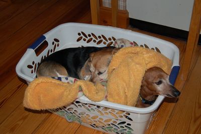 Widget and Dexter in basket 3 Widget and Dexter in basket 3