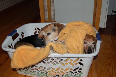 Widget and Dexter in basket 2 Widget and Dexter in basket 2