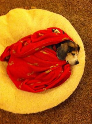 Charlie on bed Charlie on bed