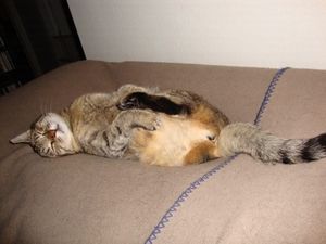 Molly on bed Molly on bed