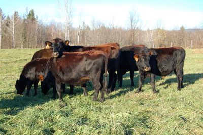 Cow herd in November Cow herd in November