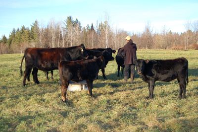 Alayne with herd 2 Alayne with herd 2