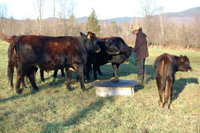 Alayne with herd Alayne with herd