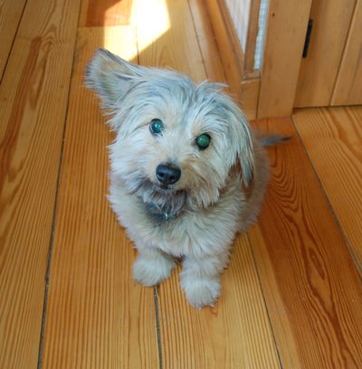 Fuzzy for blog Fuzzy for blog