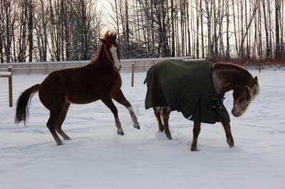 Cash with Hawk Cash with Hawk