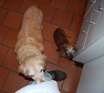 Goldie and Dexter in kitchen 2 Goldie and Dexter in kitchen 2