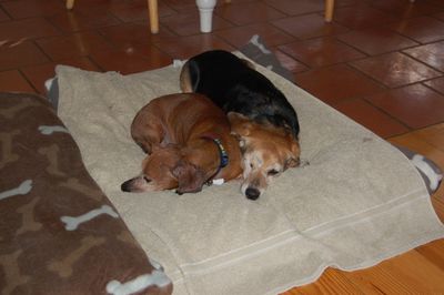 Widget and Dexter on bed Widget and Dexter on bed