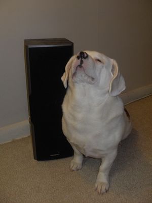 Baron with speaker 1