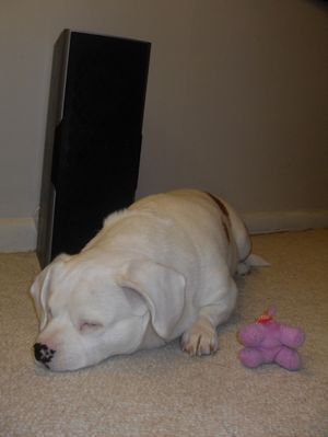 Baron with speaker 2