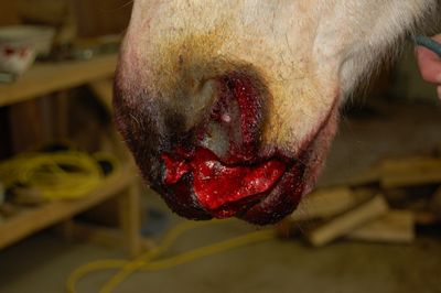 Bridger cut close-up