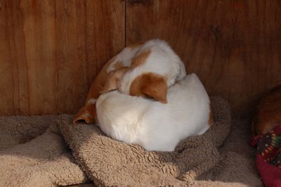 Kate nose down in Spencer