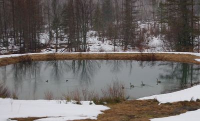 Ducks and Geese April 5 Ducks and Geese April 5