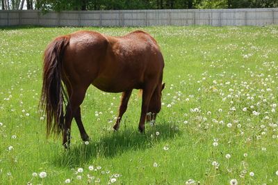 Lena grazing May 30 Lena grazing May 30