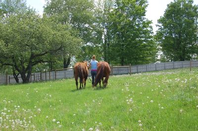 Kate leading horses out May 30 Kate leading horses out May 30