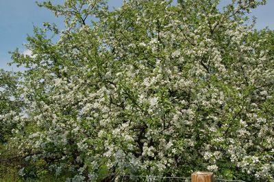 Apple blossoms 2 Apple blossoms 2