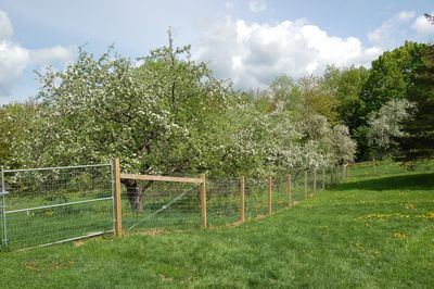 Apple blossoms 1 Apple blossoms 1