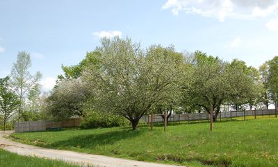 Apple blossoms 3 Apple blossoms 3