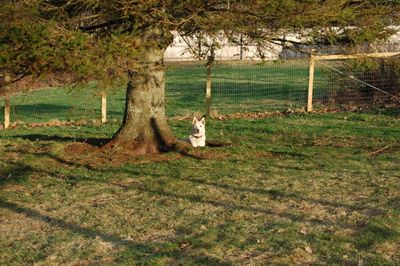 Dusty in hole Dusty in hole