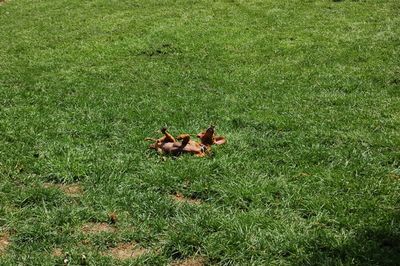 Daisy rolling 2 Daisy rolling 2