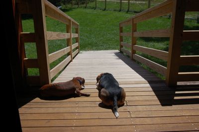 Widget and Dexter July 31 Widget and Dexter July 31