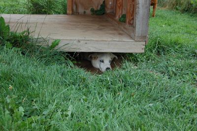 Travis under dog house July 26 Travis under dog house July 26