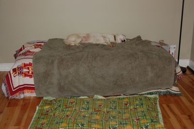 Spinner sleeping July 22