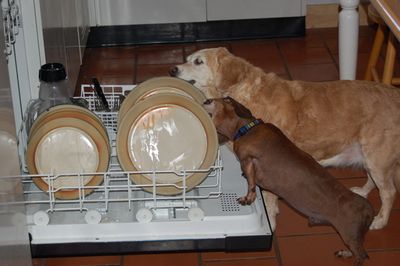 Dexter and Goldie 2 Dexter and Goldie 2