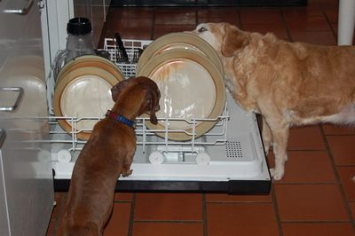 Dexter and Goldie 1 Dexter and Goldie 1