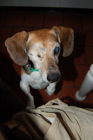 Widget standing up at table