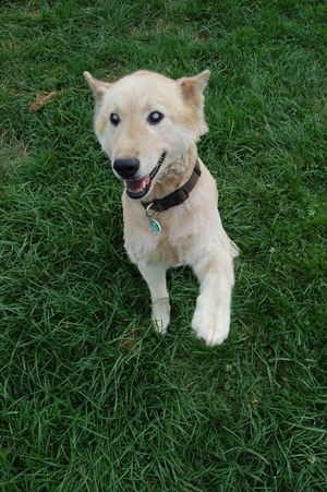 Mitch with paw out Mitch with paw out