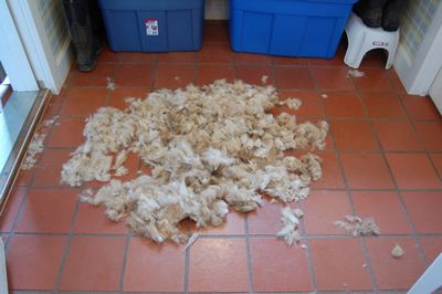 Mitch's hair on floor Mitch's hair on floor