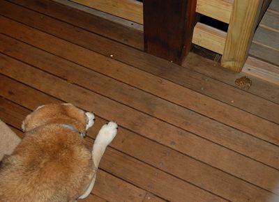 Madison with frog 1 Madison with frog 1