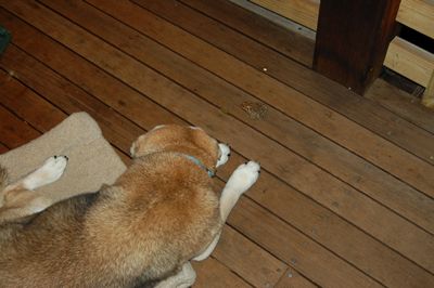 Madison with frog 2 Madison with frog 2