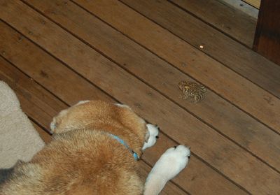 Madison with frog 4 Madison with frog 4