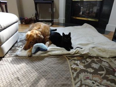 Mink with Golden Mink with Golden