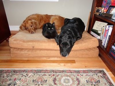 Mink with dogs Mink with dogs