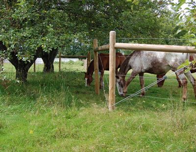 Cash eating apples through fence Cash eating apples through fence