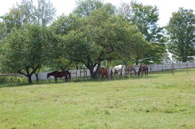 Horses under apple trees Horses under apple trees
