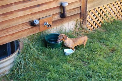 Belvie at water bucket Belvie at water bucket