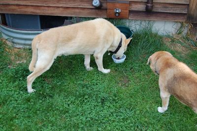 Cedar at small water bowl Cedar at small water bowl