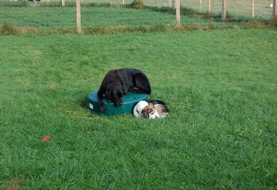 Allie on septic hatch Allie on septic hatch