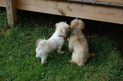 Irene and Fuzzy for blog 2 Irene and Fuzzy for blog 2