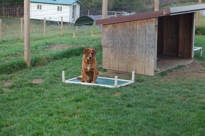 Buddy on upside down cot